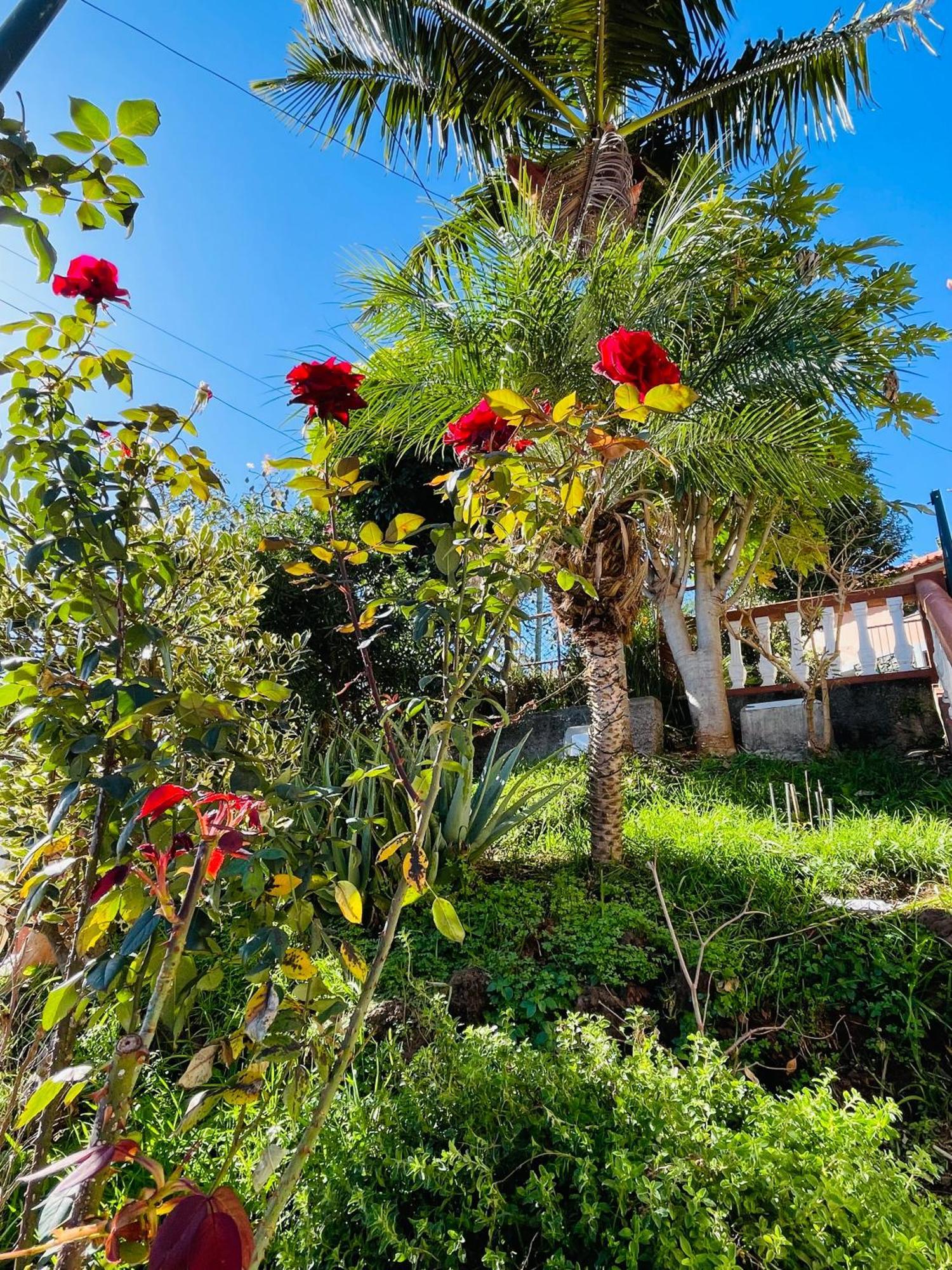 Hotel Cozy House à Funchal  Extérieur photo
